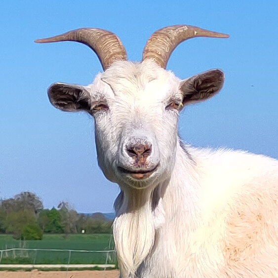 Glöckchen